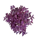 Oxalis Purple