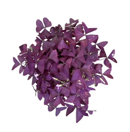 Oxalis Purple