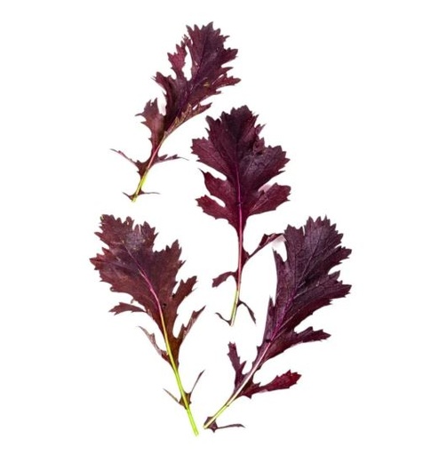 Mizuna Red 1.5kg